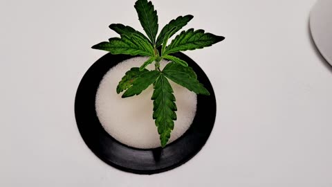 Grow Series Week 1 Kool-Aid