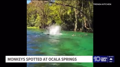 It’s raining monkeys in Ocala Springs Florida 🐵