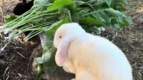 fluffigt kaos i kaninburen