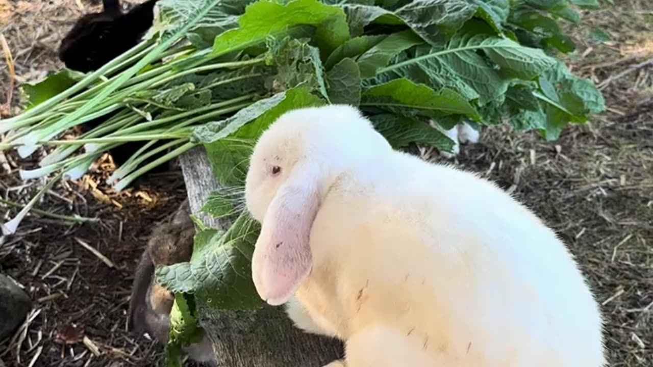 fluffigt kaos i kaninburen