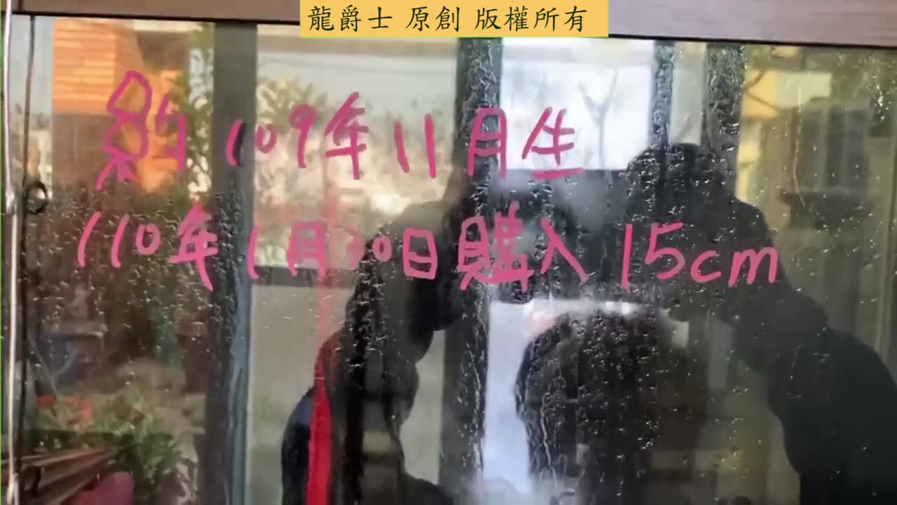 【龍爵士】龍魚百科 解密老種過背爬排與上珠鱗過程