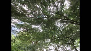 Considered A Healing Tree Weeping Willow Tree Aug 2023