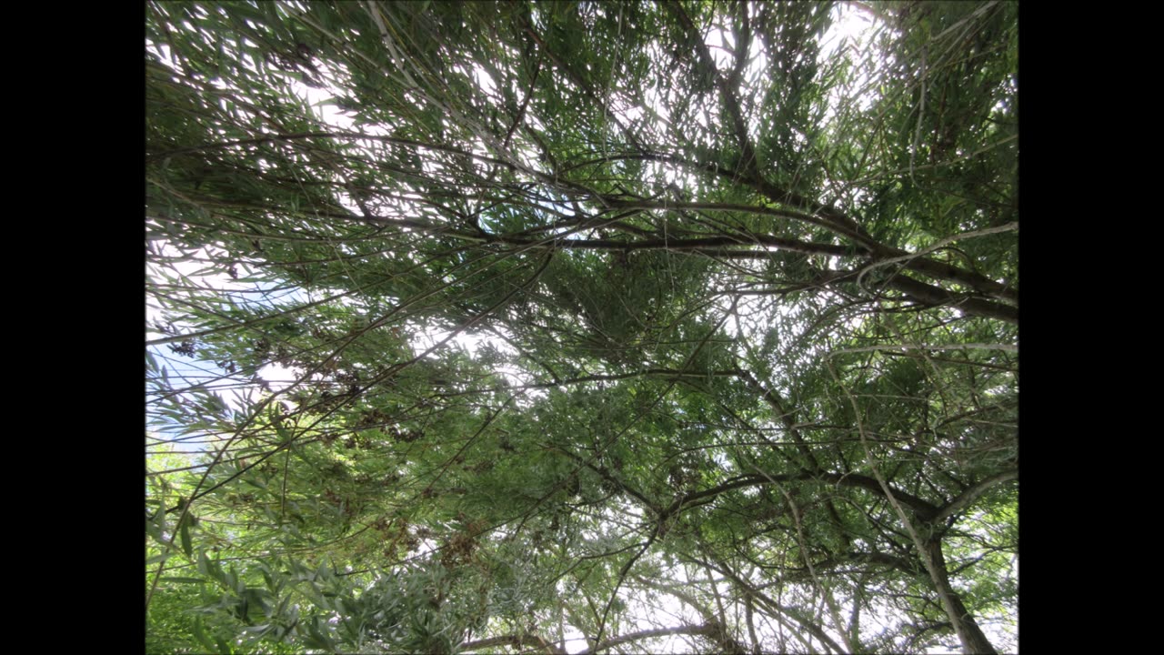 Considered A Healing Tree Weeping Willow Tree Aug 2023