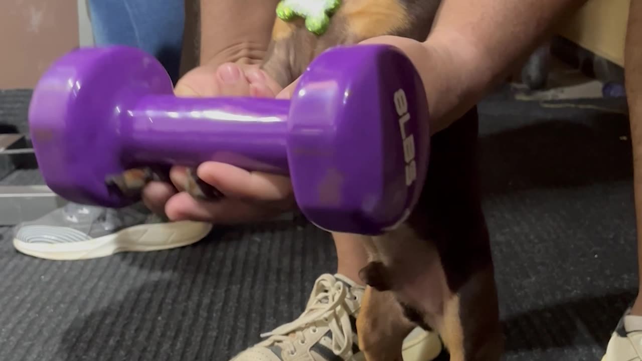 Chihuahua Is A Gym Rat