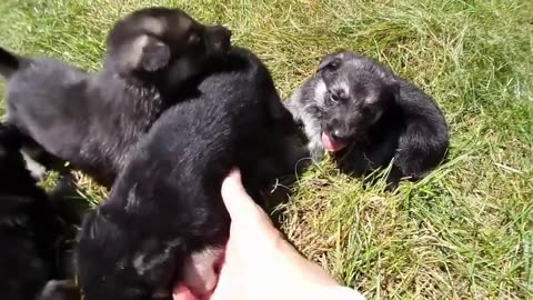 German Shepherd Puppies 3-weeks-old: Park Adventure #1