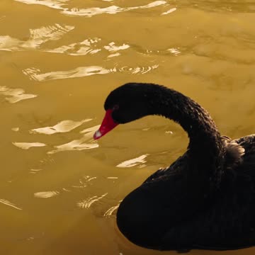 البجع الأسود يسبح في بركة طبيعية