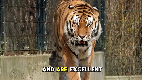 The uniqueness of tigers