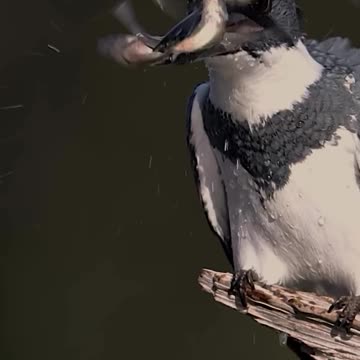 Hunting in a Moment: An Incredible Shot of Nature’s Fisher!