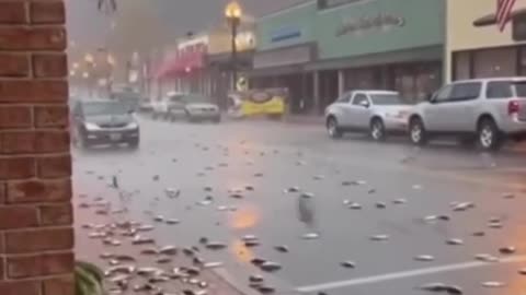 Biblical signs: Fish falling from the sky during a thunderstorm in Blue Ridge, GA