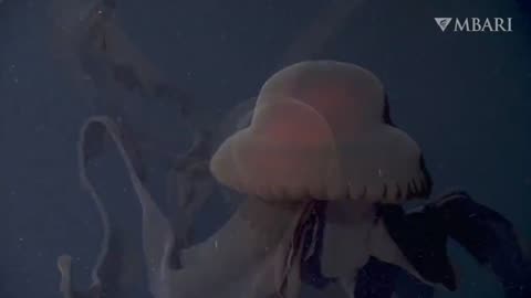 GIANT PHANTOM JELLY SPOTTED 3,250 FT BENEATH THE SURFACE OF MONTEREY BAY