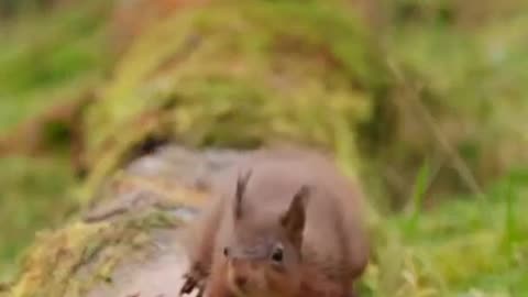 Squirrel in the morning