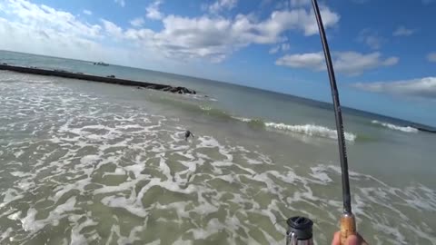 a pesca anche un bel drum fish oltre agli sheepshead pescati tutti con gli shrimp.f270_part4