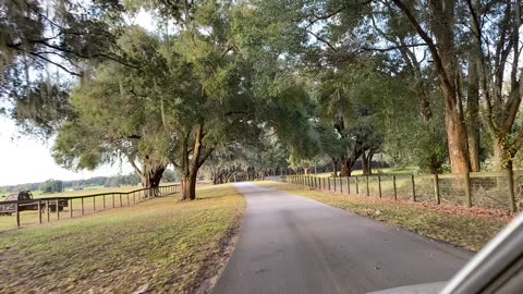 Drive Saab through horse farm oak trees Spanish moss open sky clouds sunshine