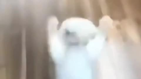 Funny Animal Moments – Try Not to Laugh! 😂