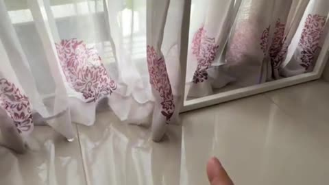 Dog's Comedy Videos 😂 so funny videos 🤣 so cute videos 😍