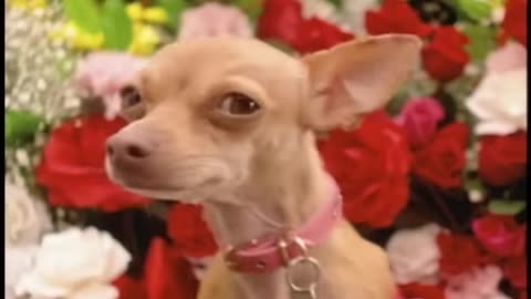 Taco Bell - Chihuahua (1997, USA)