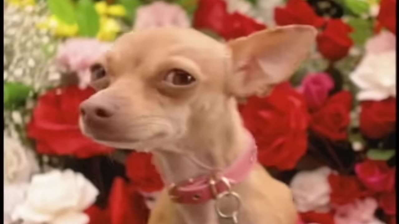 Taco Bell - Chihuahua (1997, USA)