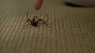 Scientists have claimed, if the entire spider population came together as one, they could wipe out the Human Race