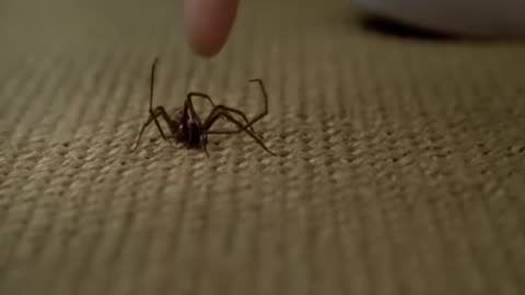 Scientists have claimed, if the entire spider population came together as one, they could wipe out the Human Race