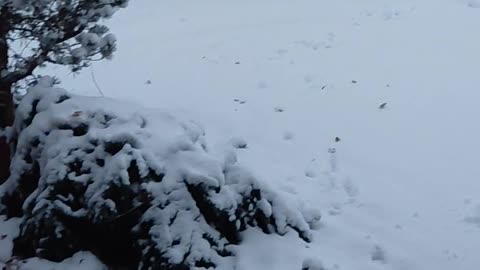 Cat Sees 10cm of Snow and FREEZES in Shock! ❄️😹