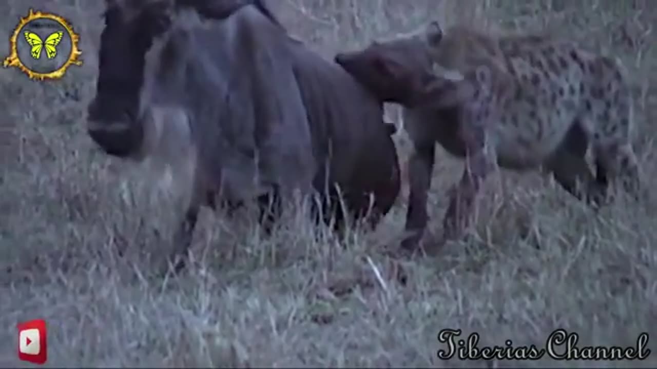 Man Tosses Treat At An Orangutan. What Happens Next Has Everyone In Disbelief!