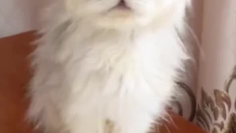 Falling From Horse 🐎😱 | Unexpected Horse Riding Moments & Fails 2025