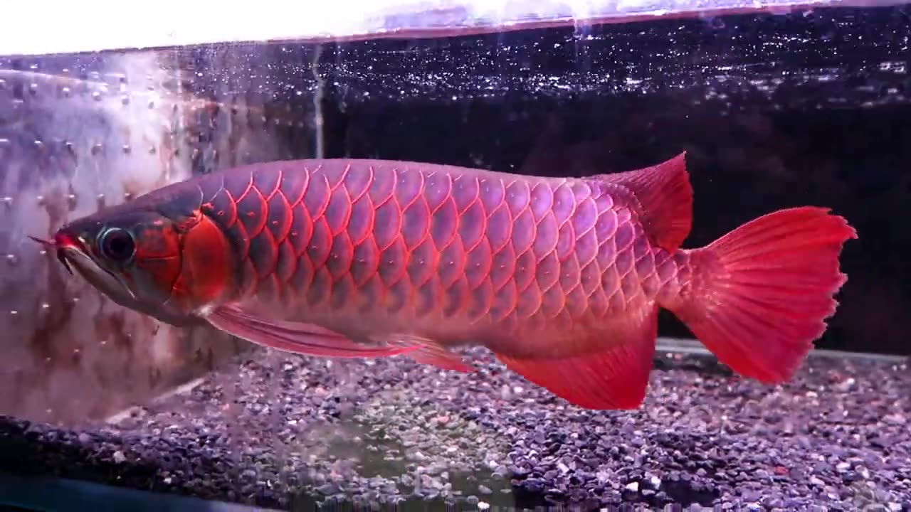 【龍爵士】32公分 特 印尼紅