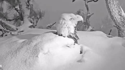 Eagle protecting her eaglets during storm