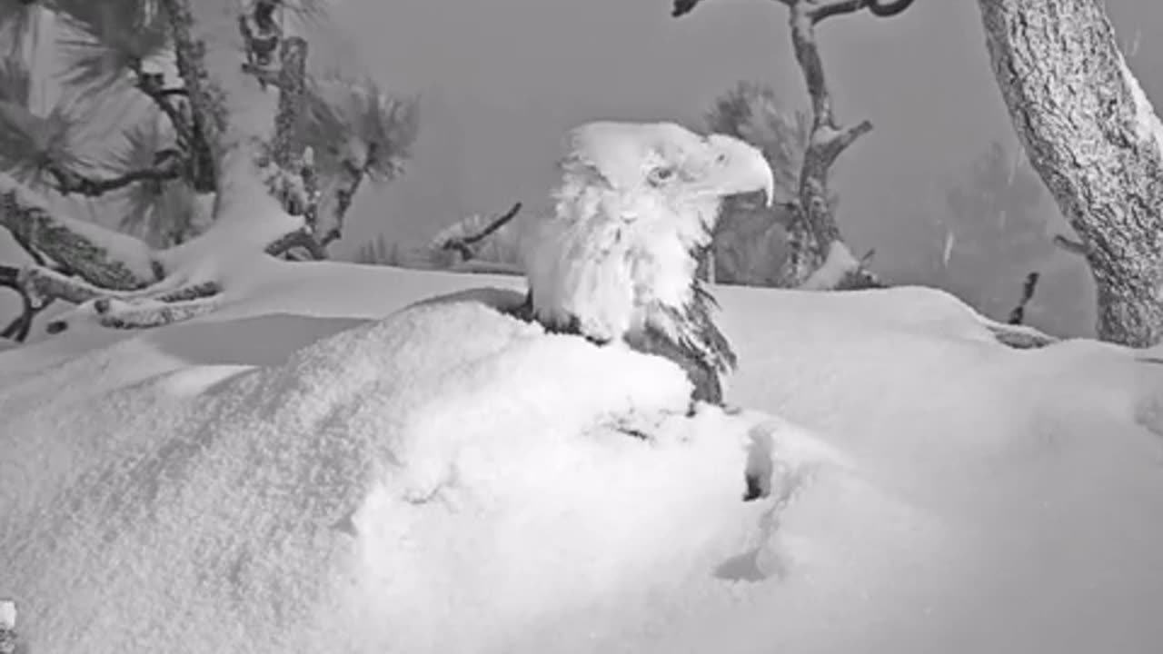 Eagle protecting her eaglets during storm