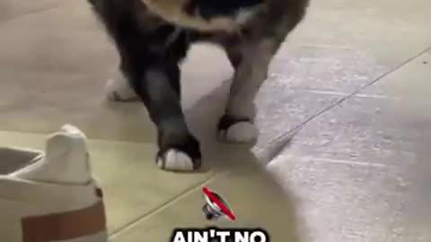 Another one bites the dust