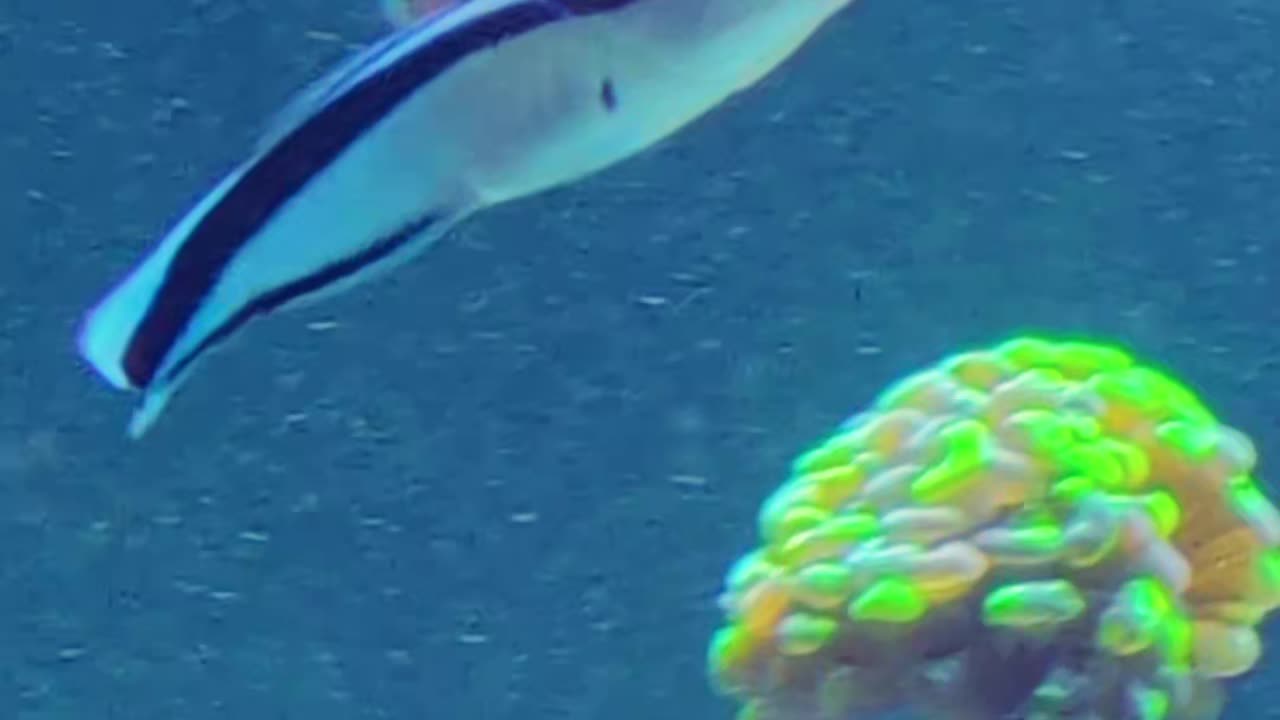 GWAENCHANHA... Until He Did This