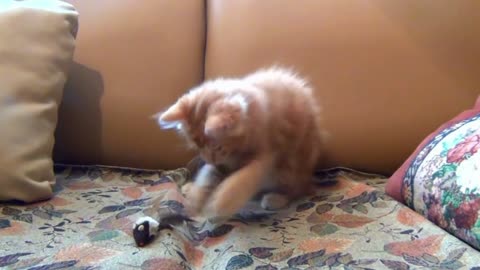 Cute cats, Funny cats, Cute cat videos, cute animal