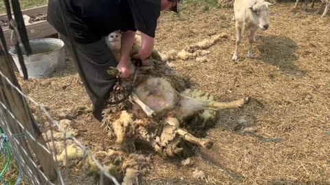 Sheep Shearing
