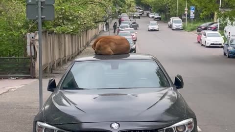 Can't Be Bothered