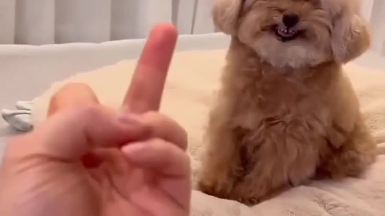 Stop Unwanted Dog Behavior Fast! 🐶✨ Teach Impulse Control in 3 Easy Steps