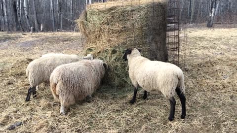 The New Feeding Station