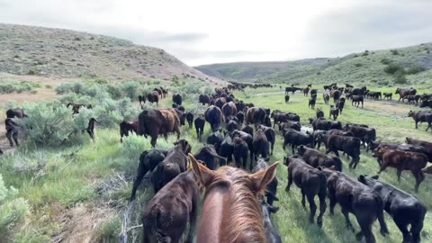 Cattle Drive in the Spring. So Beautiful. cartercountrymeats.com