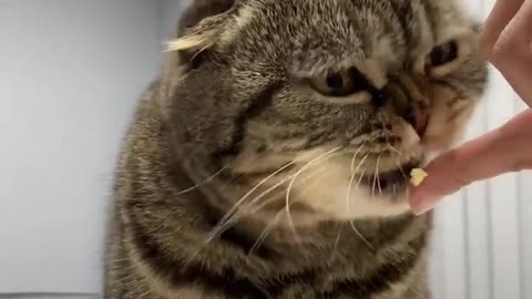 😂 You Won't Believe This Animal's Clever Trick! | FunFM