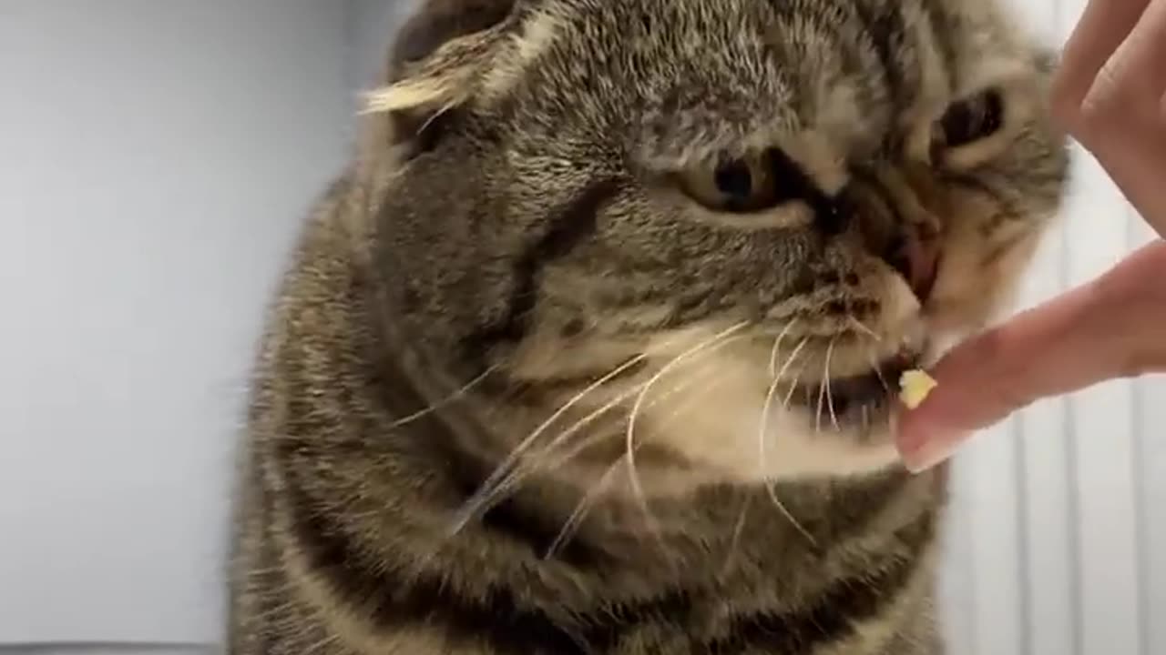 😂 You Won't Believe This Animal's Clever Trick! | FunFM