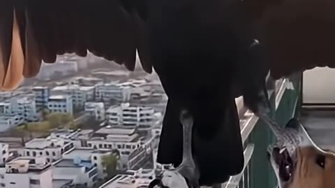 The quarrel between the dog and the big eagle