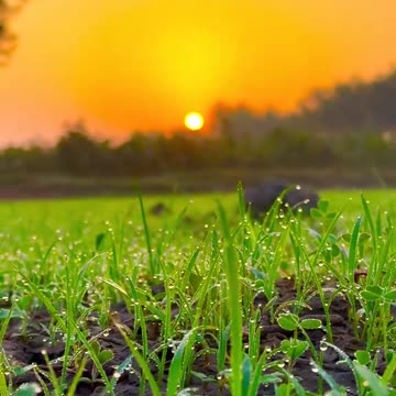Green fauld and sunshine with song