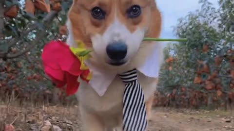 Here is the flower, for you.