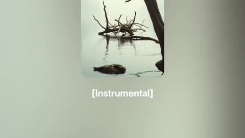 Driftwood