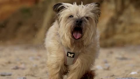Zoomies Mode: Activated! This Fluffy Pup Can’t Stop Running!| Pawfect LOLs #23