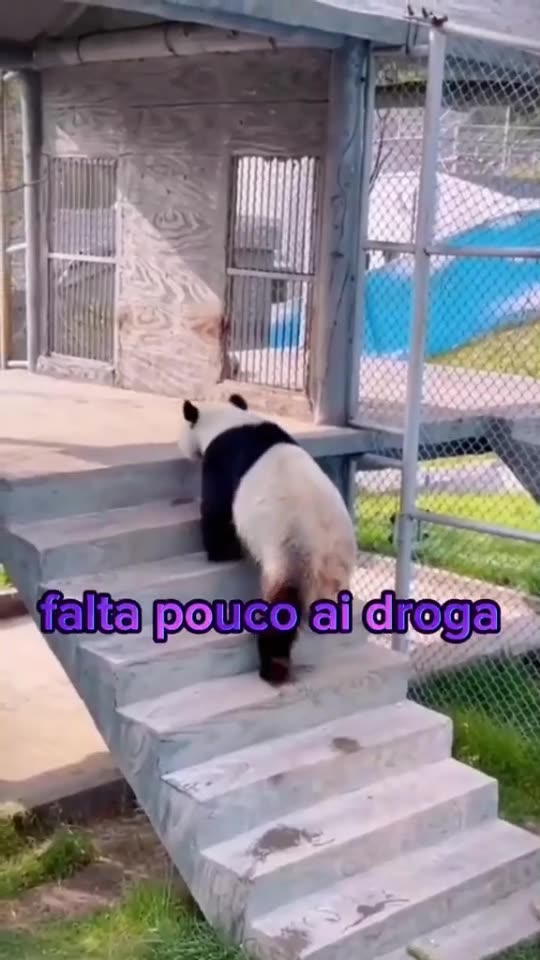pandas engraçados - Made with Clipchamp.mp4