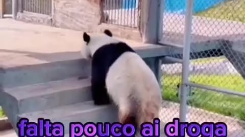 pandas engraçados - Made with Clipchamp.mp4