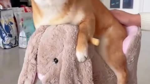 Cute animals #03