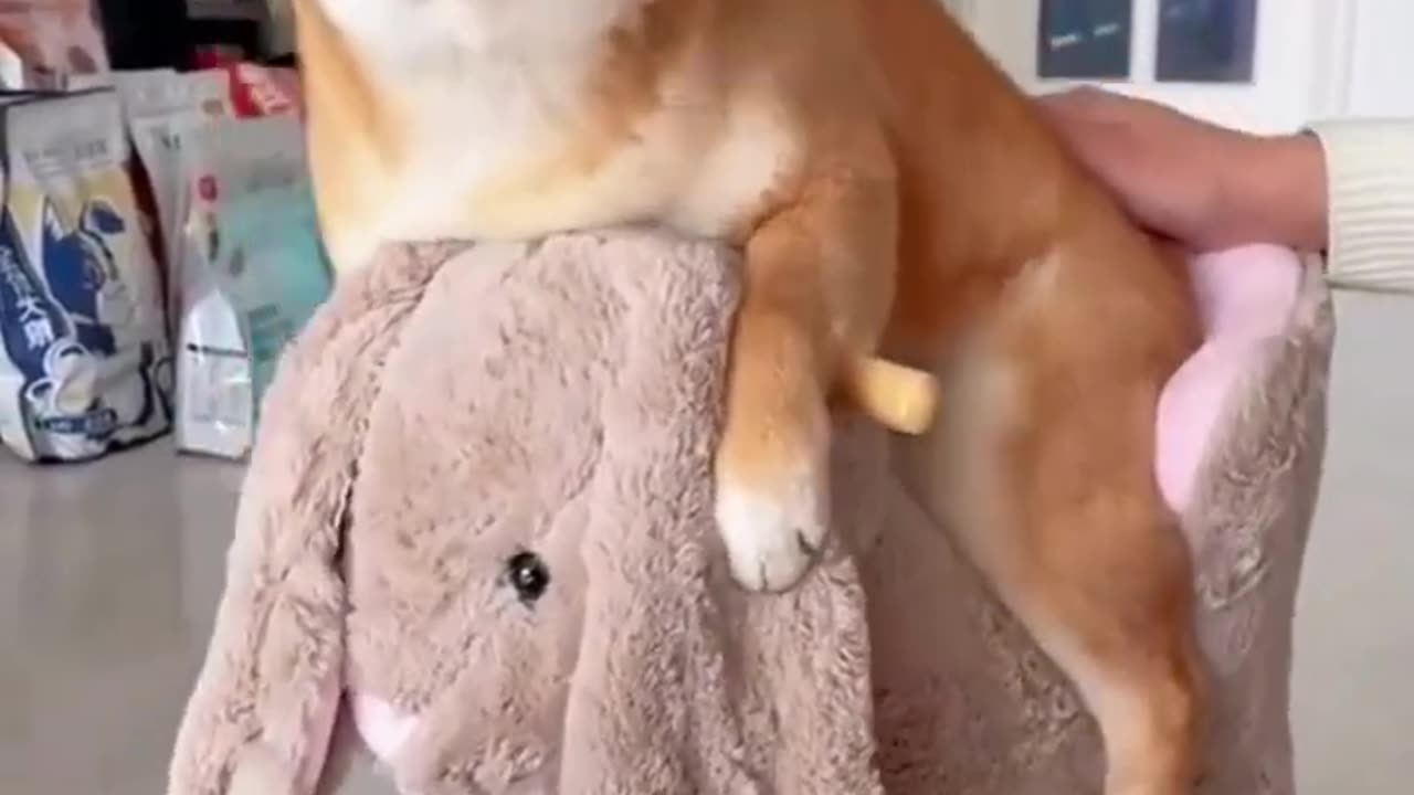 Cute animals #03