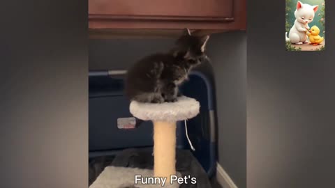 Funniest & crazy Pet's