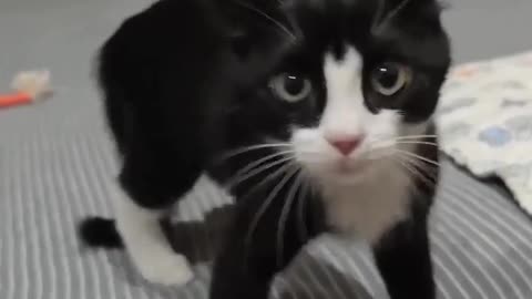 😂👊 The Most Epic Defense Tactic Ever! Attack First, Ask Questions Later | FunFM